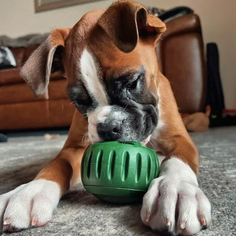 Dogsicle + FREE Freezable Mold Tray