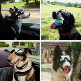 Adventure Dog Googles