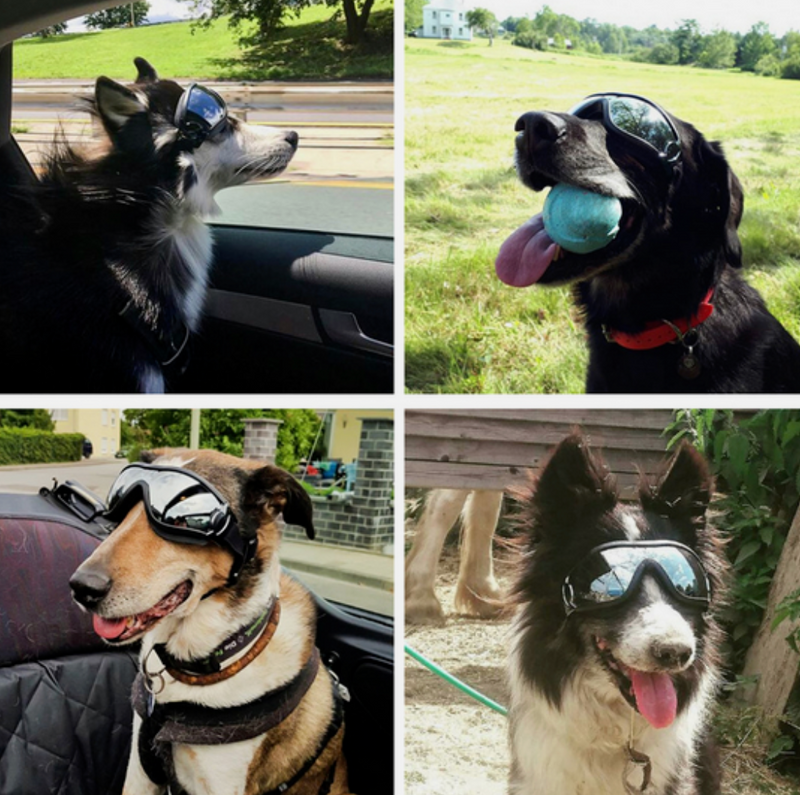 Adventure Dog Googles