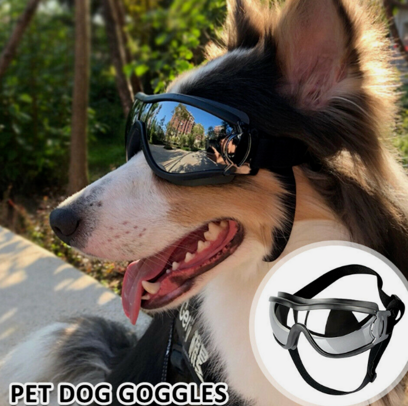 Adventure Dog Googles