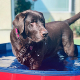 Deluxe Portable Dog Pool