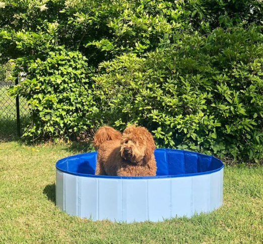 Deluxe Portable Dog Pool